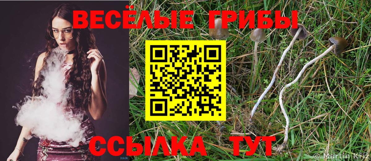 Галлюциногенные грибы Cubensis  Галлюциногенные грибы Psilocybine cubensis  Гусев  Вход с VPN 